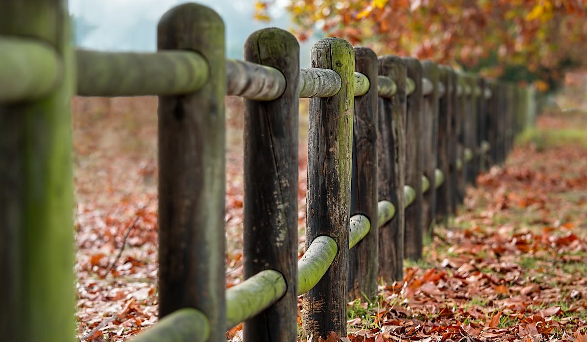 Image: Fence posts in autumn - Eco Fencing and Decking LLC